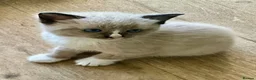 Ragdoll cats for sale: Lilac pointed seal kittens - Advert 6
