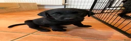 Labrador Retriever dogs for sale: **KC REGISTERED Labrador Puppies **  - Advert 4