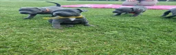 Staffordshire Bull Terrier dogs for sale: Staffordshire bull terrier blue kc reg full ped in Rhyl - Advert 22