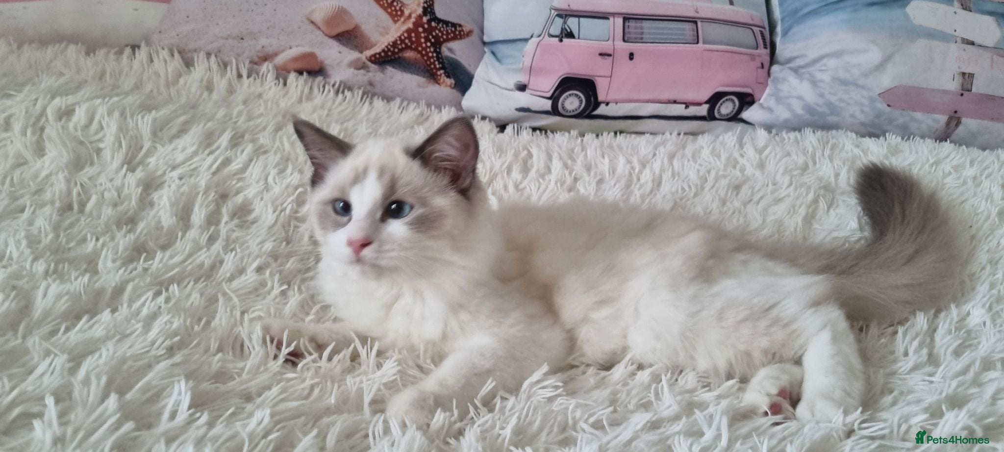 Ragdoll cats 💕Beautiful TICA Blue Bicolor Ragdolls Kittens 💕 - Advert 1
