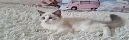 Ragdoll cats for sale: 💕Beautiful TICA Ragdolls Kittens 💕 - Advert 36