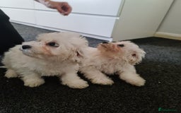 Bichon Frise dogs for sale: 2 Fluffy Bichon Frise puppies looking for a home! - Image 5