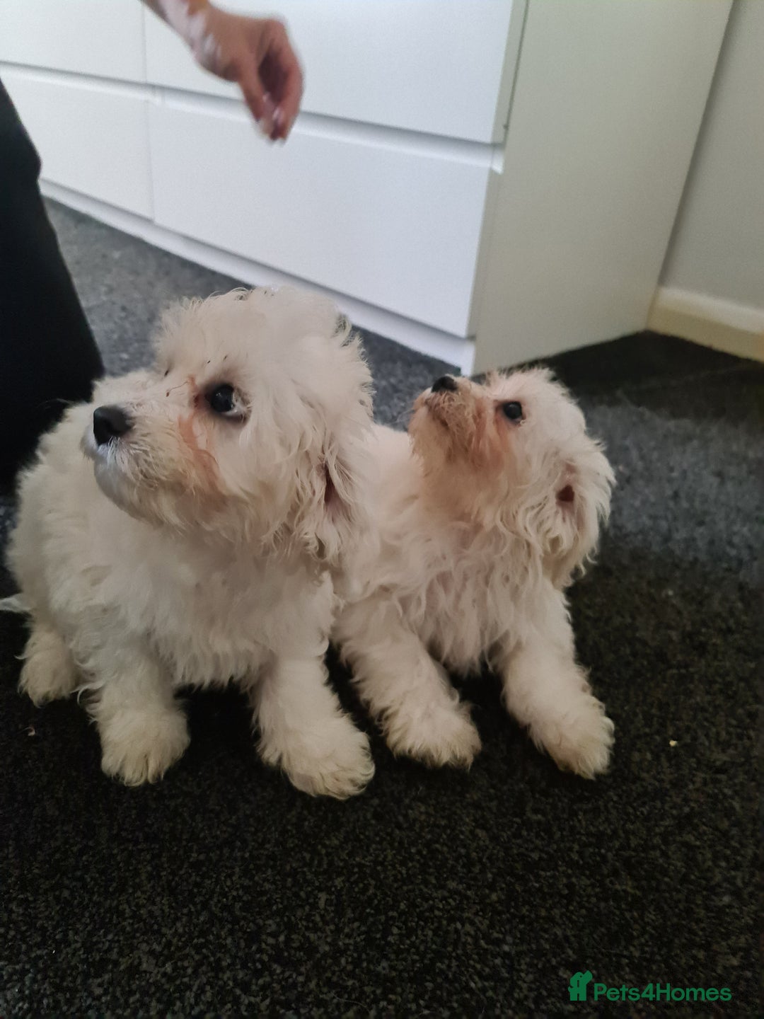 Bichon Frise dogs for sale: 2 Fluffy Bichon Frise puppies looking for a home! - Image 5