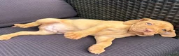 Hungarian Vizsla dogs for sale: Gunfield duel purpose - Exceptional Show & Working - Advert 11