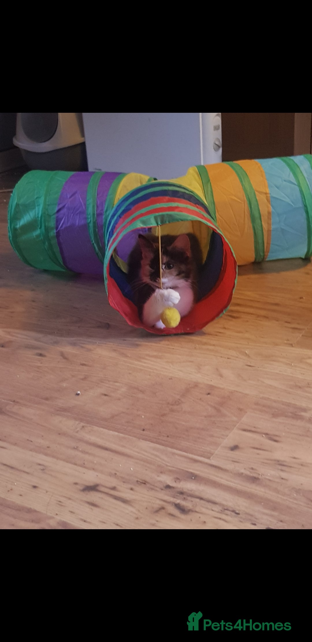 British Shorthair cats for sale: Marmite  - Advert 2