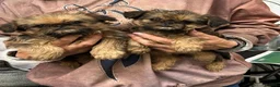Griffon Bruxellois dogs for sale: Top Quality KC Reg Rough Coated Griffon Bruxellois - Advert 3