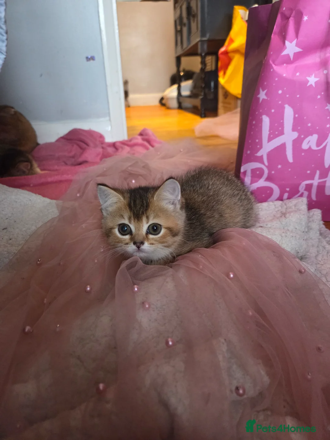 Scottish Fold cats for sale: Scottish Fold Kittens - Advert 1