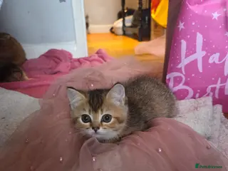 Scottish Fold cats for sale: Scottish Fold Kittens - Advert 2