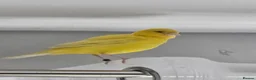 Canaries birds for sale: 1 female and 3 male canaries for sale in Aberdeen - Advert 4