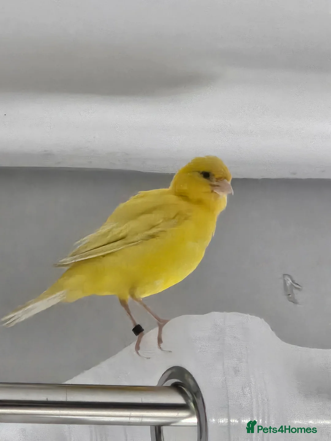 Canaries birds for sale: 1 female and 3 male canaries for sale in Aberdeen - Advert 4