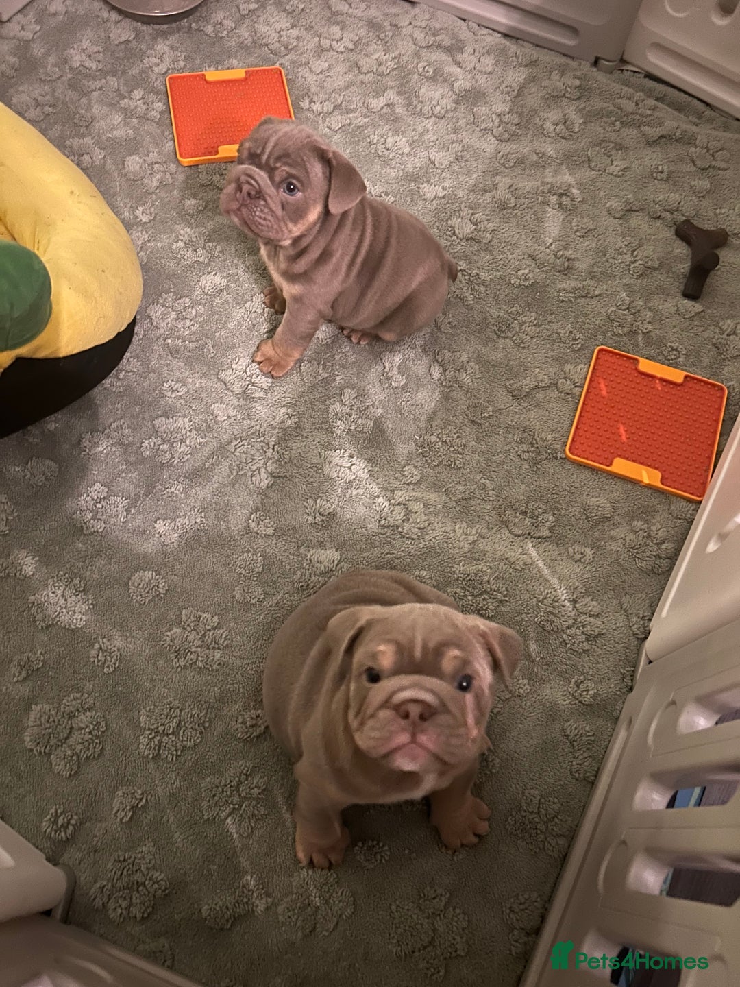 English Bulldog dogs for sale: English bull dogs  - Image 9