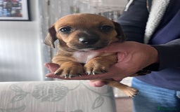 Mixed Breed dogs for sale: 5 Jack Russell x miniature dashound puppies £800 - Image 34