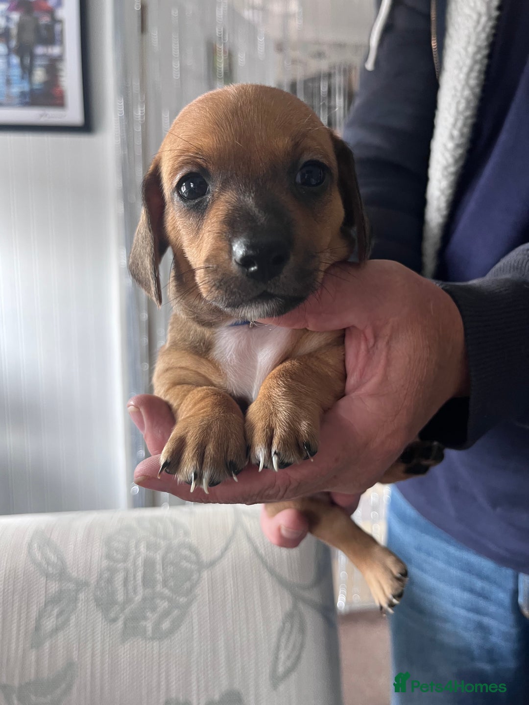 Mixed Breed dogs for sale: 5 Jack Russell x miniature dashound puppies £800 - Image 34