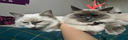 Ragdoll cats for sale: 3-year-old Ragdoll girl and boy to be rehomed in Swansea - Advert 10