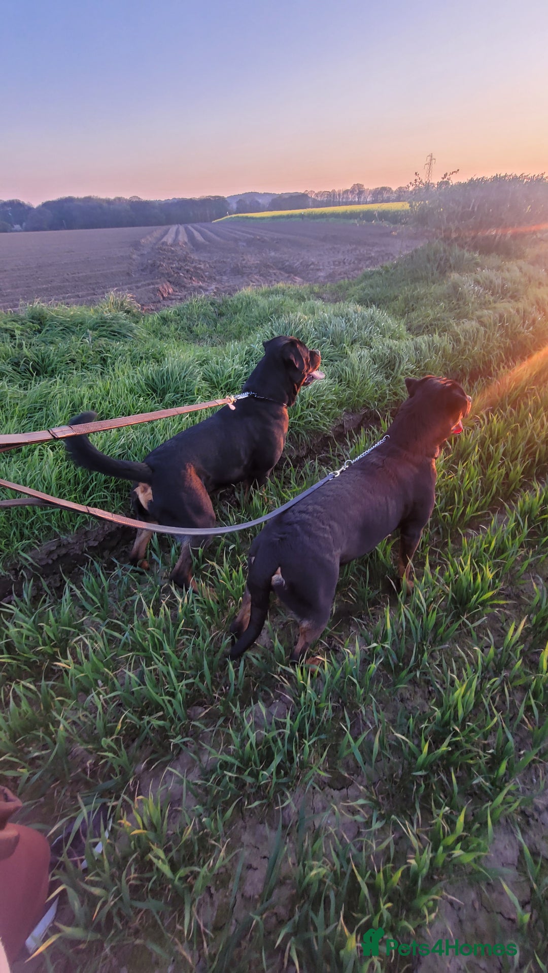Rottweiler dogs for sale: (KC) REX & DELLAS FINAL LITTER OF QUALITY PUPS - Image 8