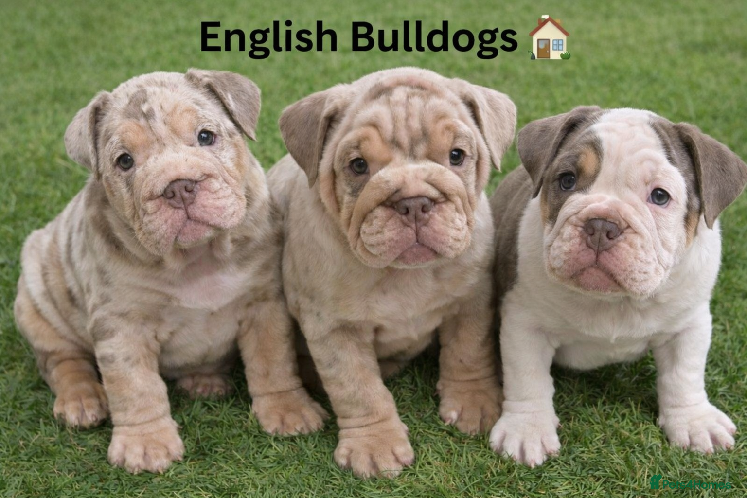 English Bulldog dogs English Bulldog puppies - Advert 1