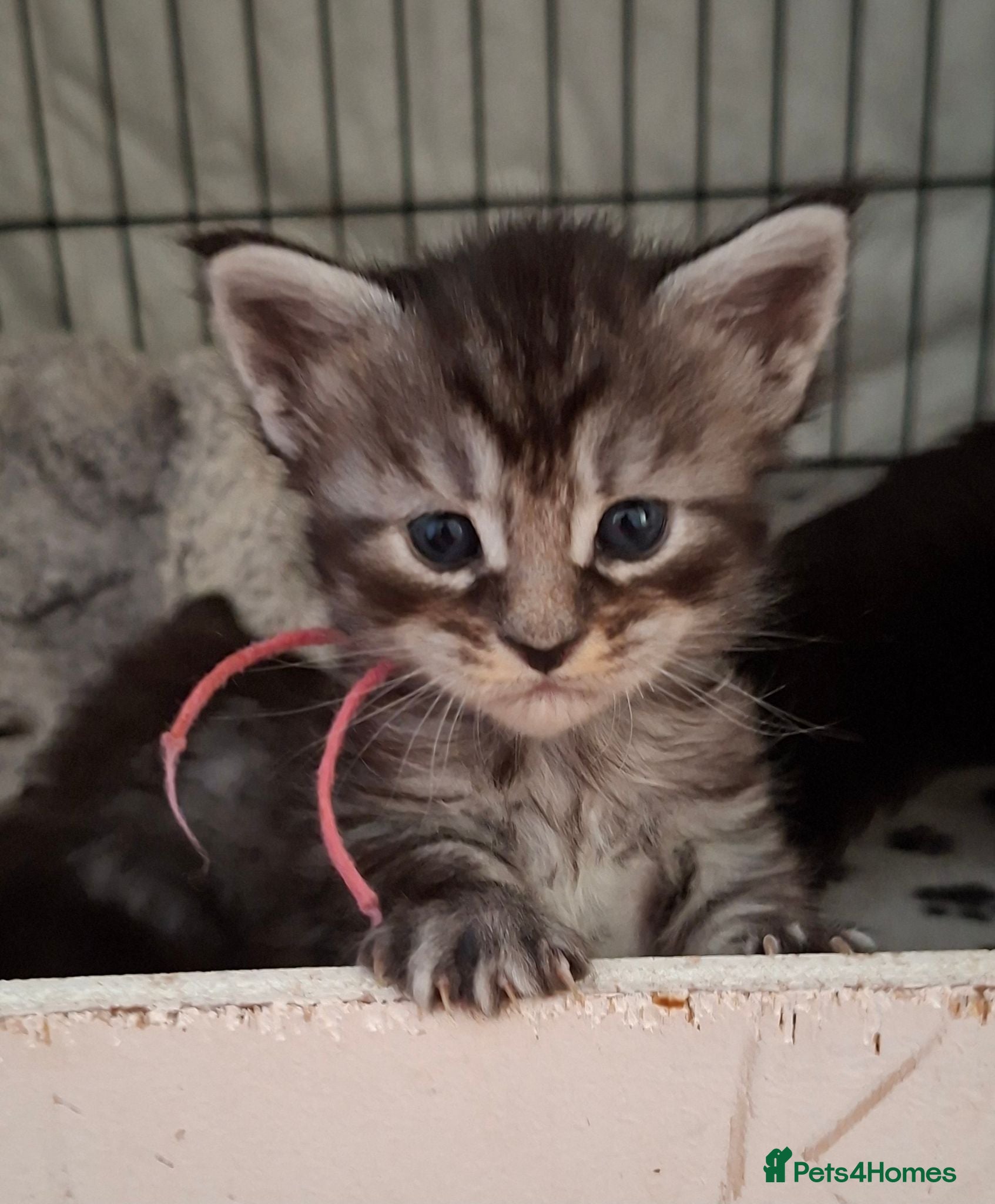 Maine Coon cats 6 TICA registered Maine Coon kittens. - Advert 2