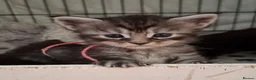 Maine Coon cats for sale: 6 TICA registered Maine Coon kittens. - Advert 29