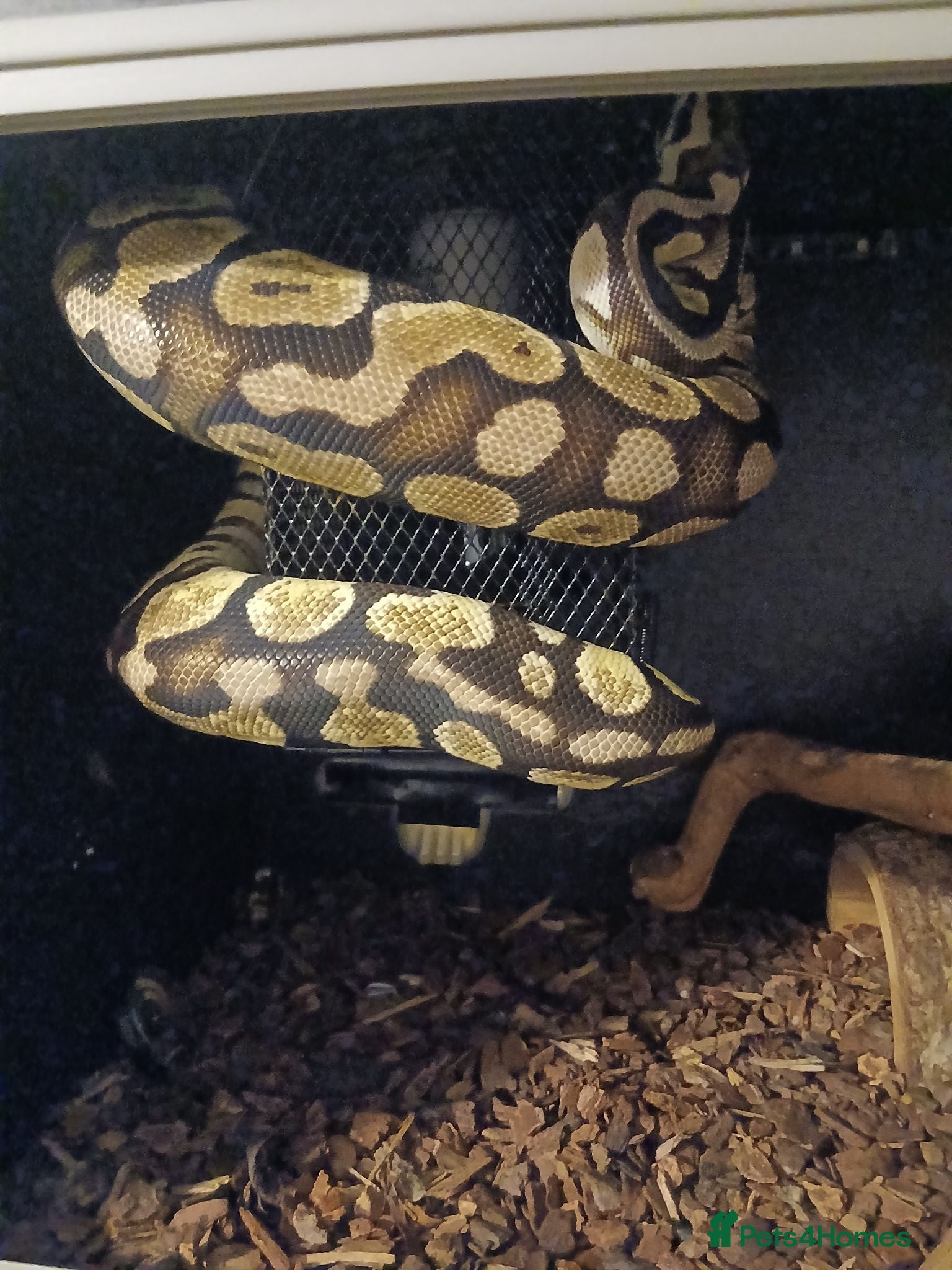 Python Snake reptiles Royal python for free - Advert 17