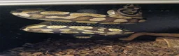 Python Snake reptiles for sale: Royal python for free - Advert 1