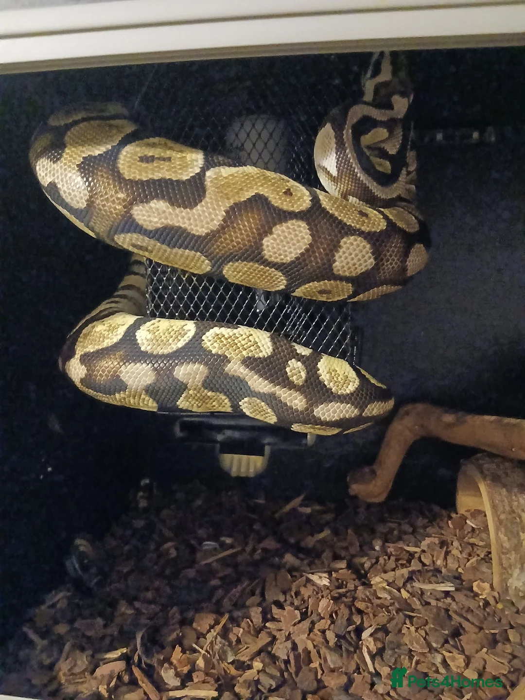 Python Snake reptiles for sale: Royal python for free - Advert 1