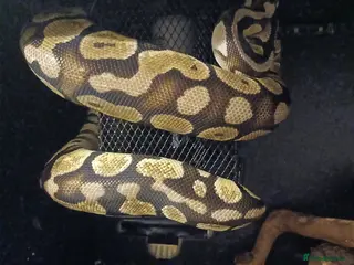 Python Snake reptiles Royal python for free - Advert 1