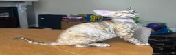 Devon Rex cats for sale: Our beautiful Devon Rex kittens are ready to move  - Advert 25