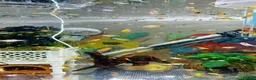 Plecos fish for sale: Beautiful small Platy, Guppy Molly &Pleco-HobbyTK  - Advert 19