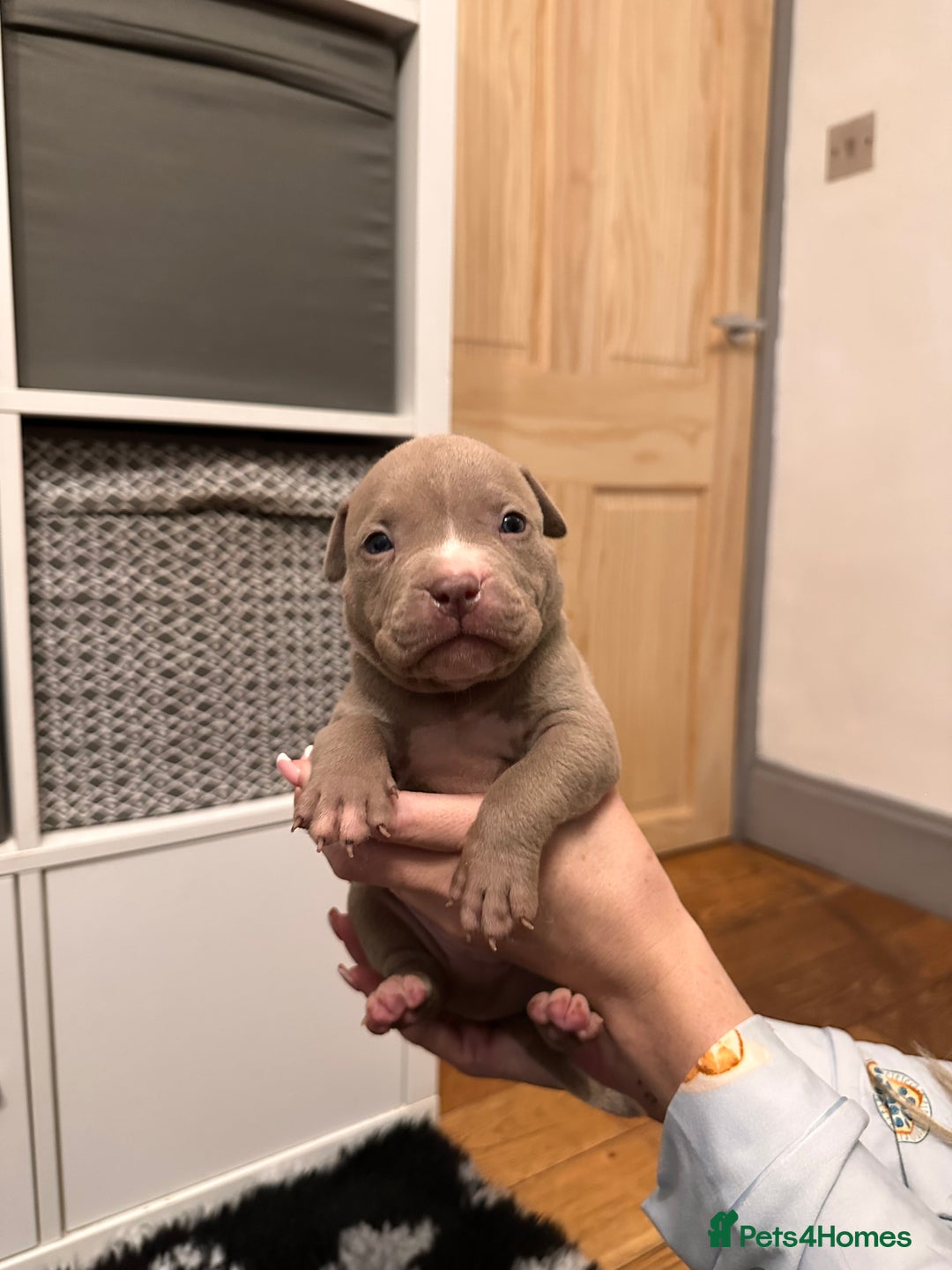 American Bully dogs for sale: American bullys (pocket/standard)  - Advert 4