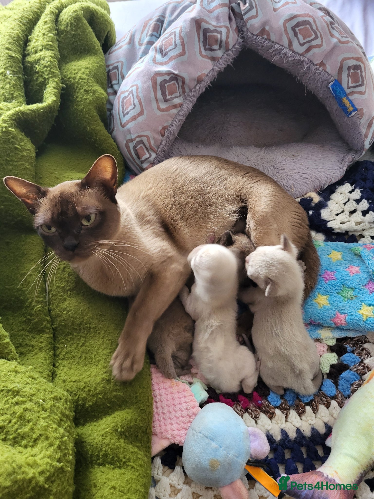 Burmese cats for sale: Pedigree chocolate Burmese male kittens - Advert 3