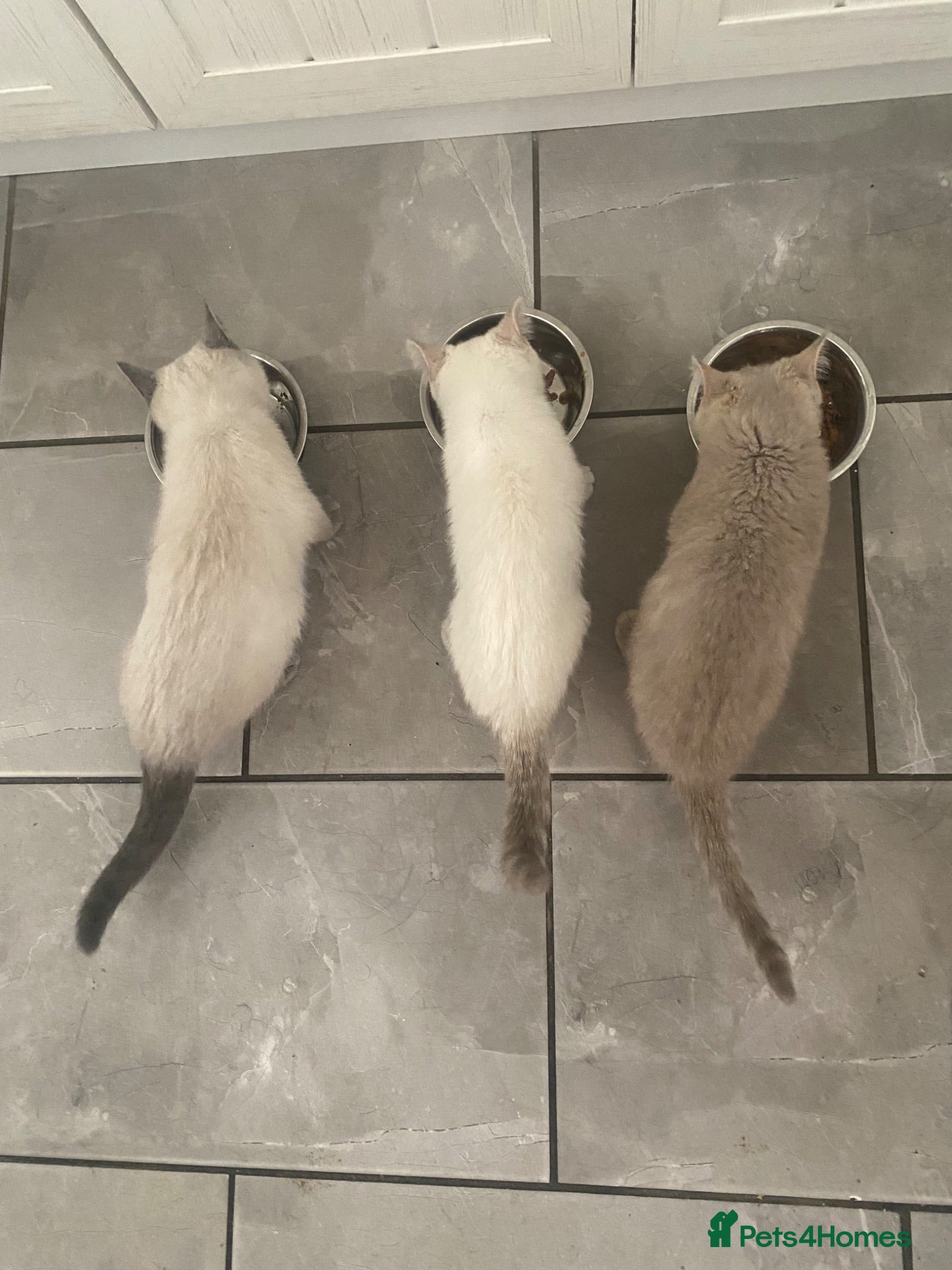 British Shorthair cats Gccf Registered kittens  - Advert 1