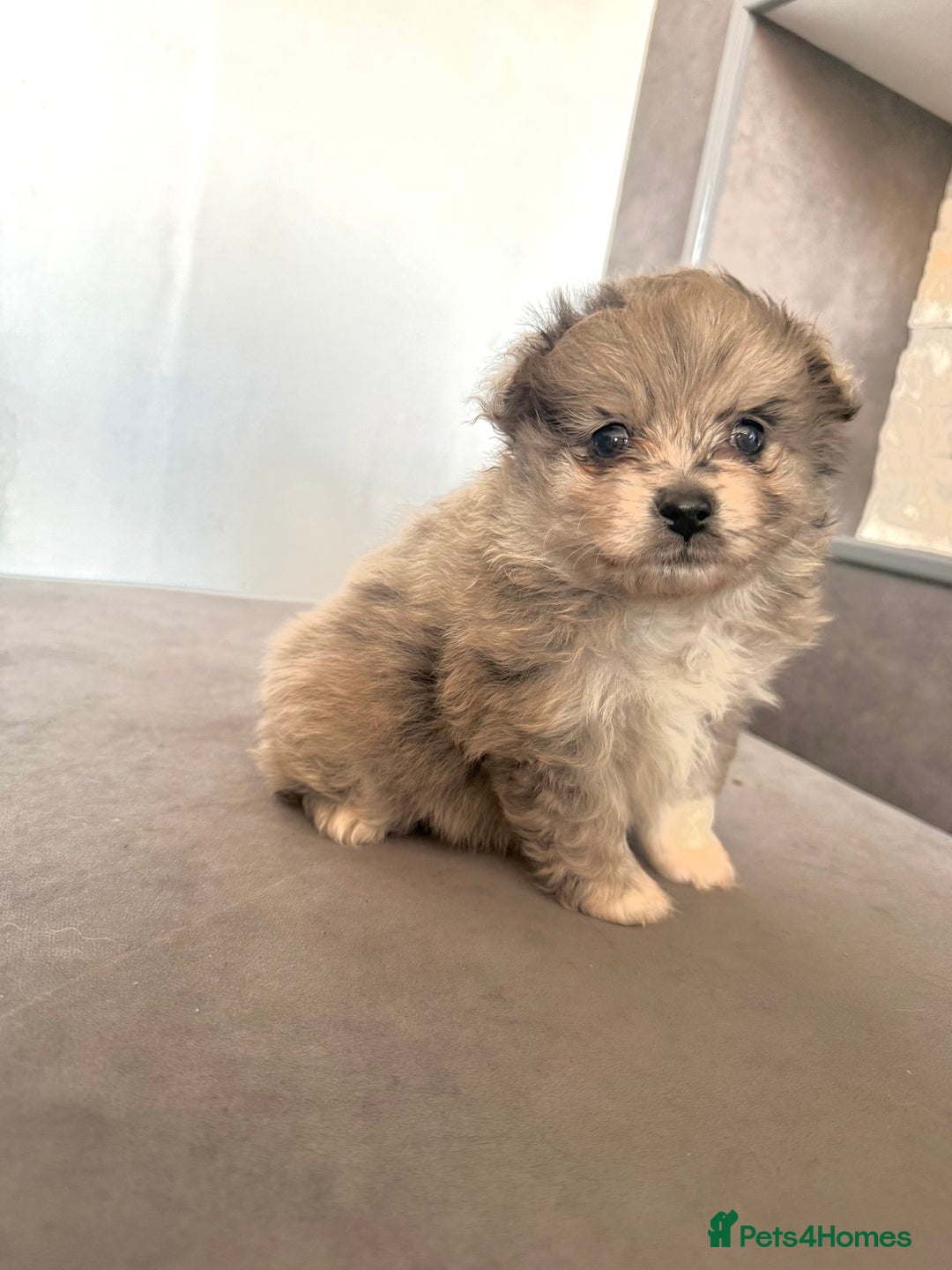 Pomsky dogs for sale: 3 girl pomskys for sale!  - Image 5