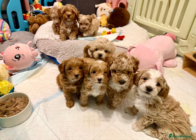 Maltipoo dogs Beautiful Maltipoo Stud 🐶 in Walsall - Advert 1