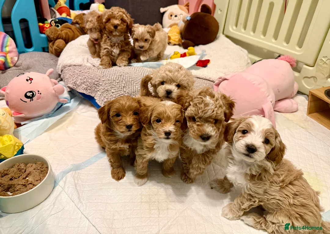 Maltipoo dogs for stud: Beautiful Maltipoo Stud 🐶 in Walsall - Advert 5