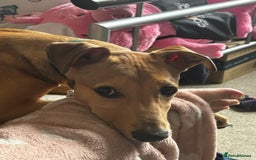 Lurcher dogs for sale: Loving 6Month Old Lurcher Puppy - Image 7