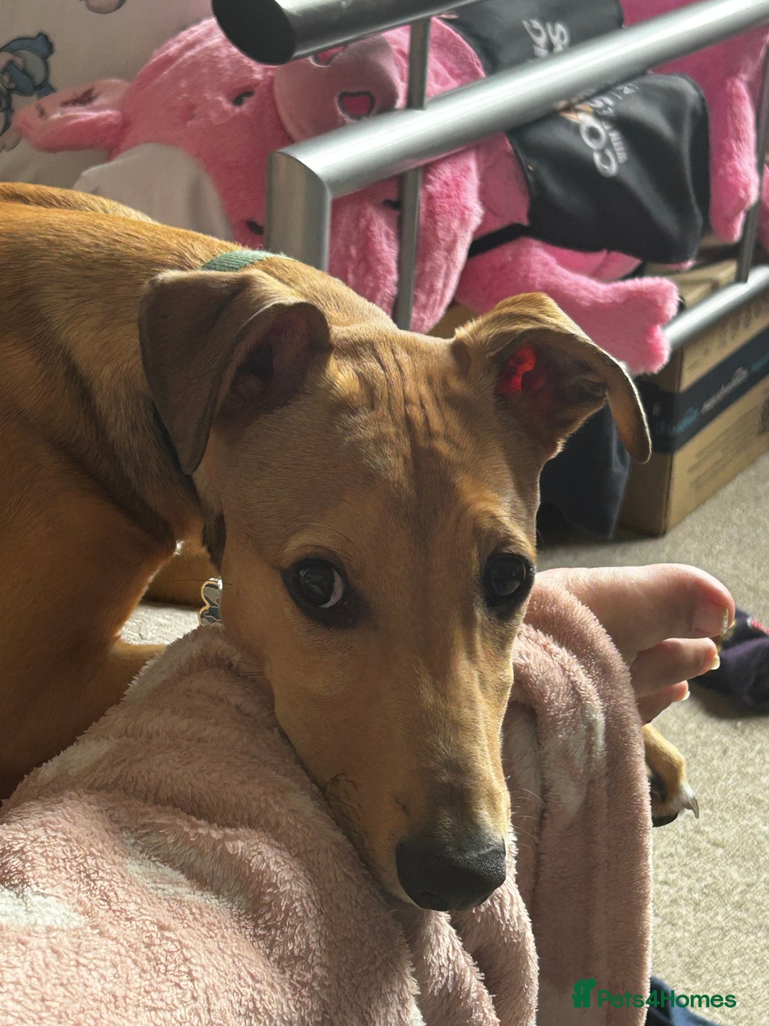 Lurcher dogs for sale: Loving 6Month Old Lurcher Puppy - Image 7