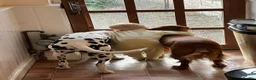 Mixed Breed dogs for sale: Cockermatian (Dalmatian x Working Cocker Spaniel) - Advert 6