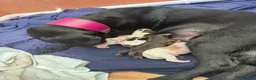 Mixed Breed dogs for sale: Patterdale/cocker spaniel puppies  - Advert 6