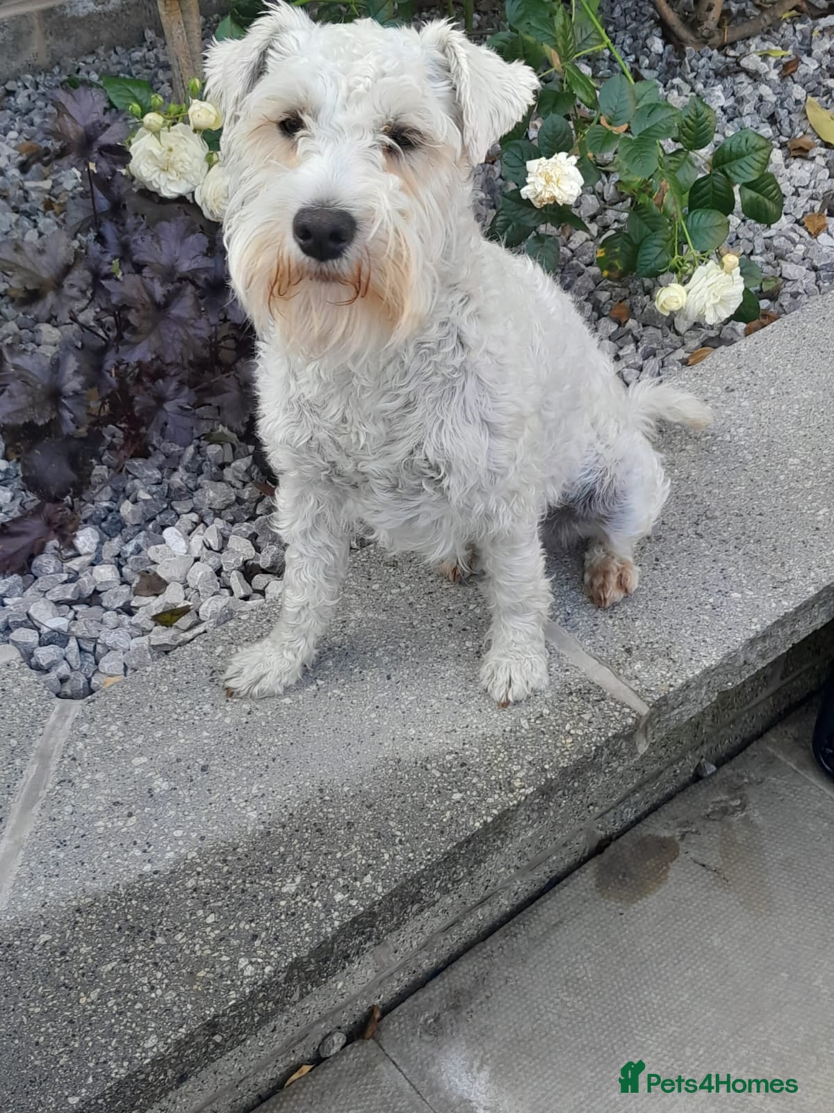 Miniature Schnauzer dogs Rockybobs Miniature Schnauzer: Fully health tested in Manchester - Advert 1