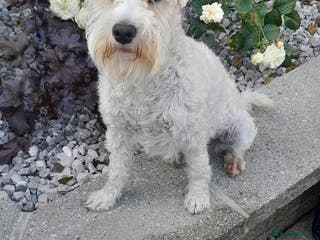 Miniature Schnauzer dogs Rockybobs Miniature Schnauzer: Fully health tested in Manchester - Advert 2