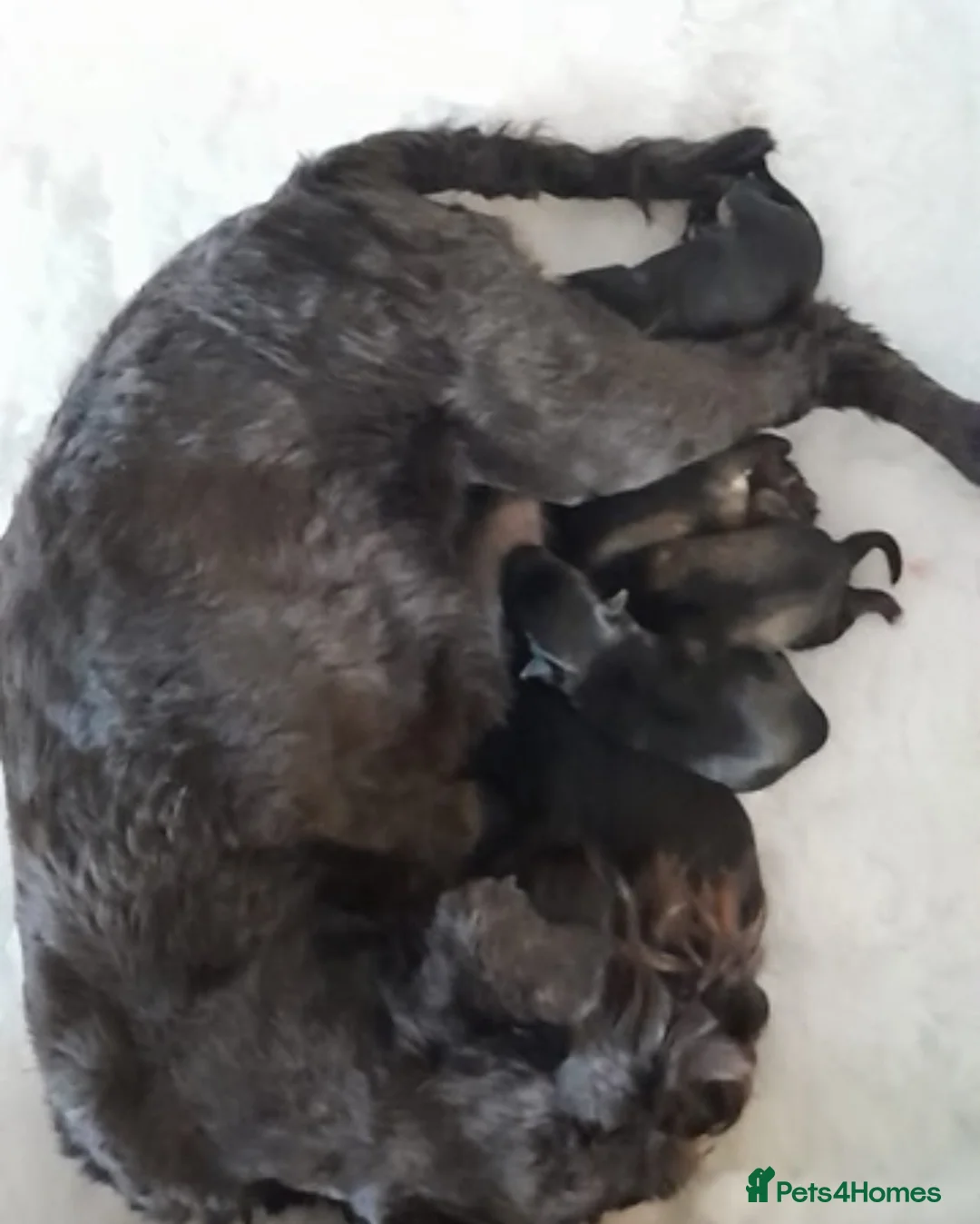 Schnoodle dogs for sale: 🐾🐶Schnoodles 🐶🐾 in Gloucester - Advert 2