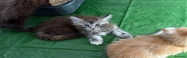 Maine Coon 3