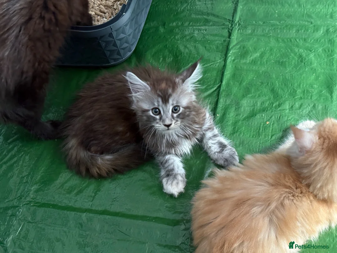 Maine Coon cats for sale: Beautiful 3 mainecoon kittens ready 3rd July  - Advert 11