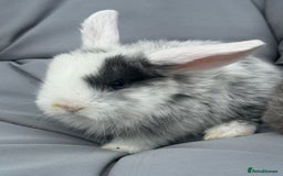 Mini Lop rabbits for sale: Stunning pure bred mini lop babies  - Image 7