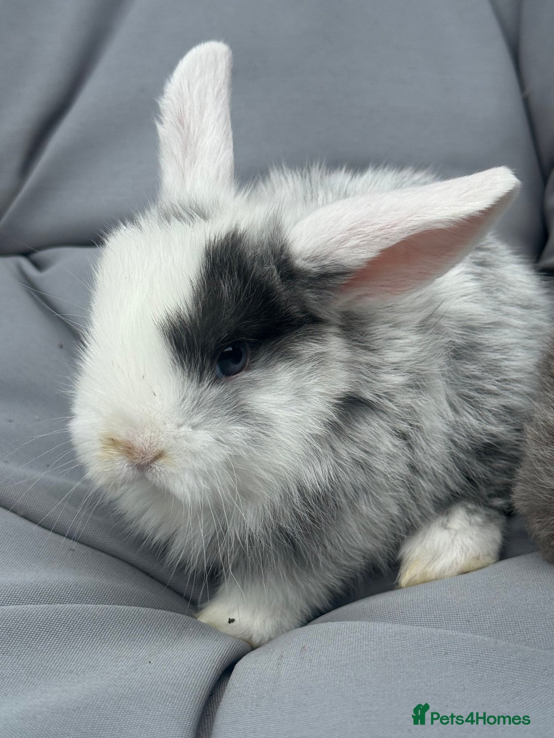 Mini Lop rabbits for sale: Stunning pure bred mini lop babies  - Image 7