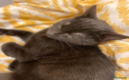 British Shorthair cats for sale: 2 Male Cats, Aged 2 and 8 months - Image 7