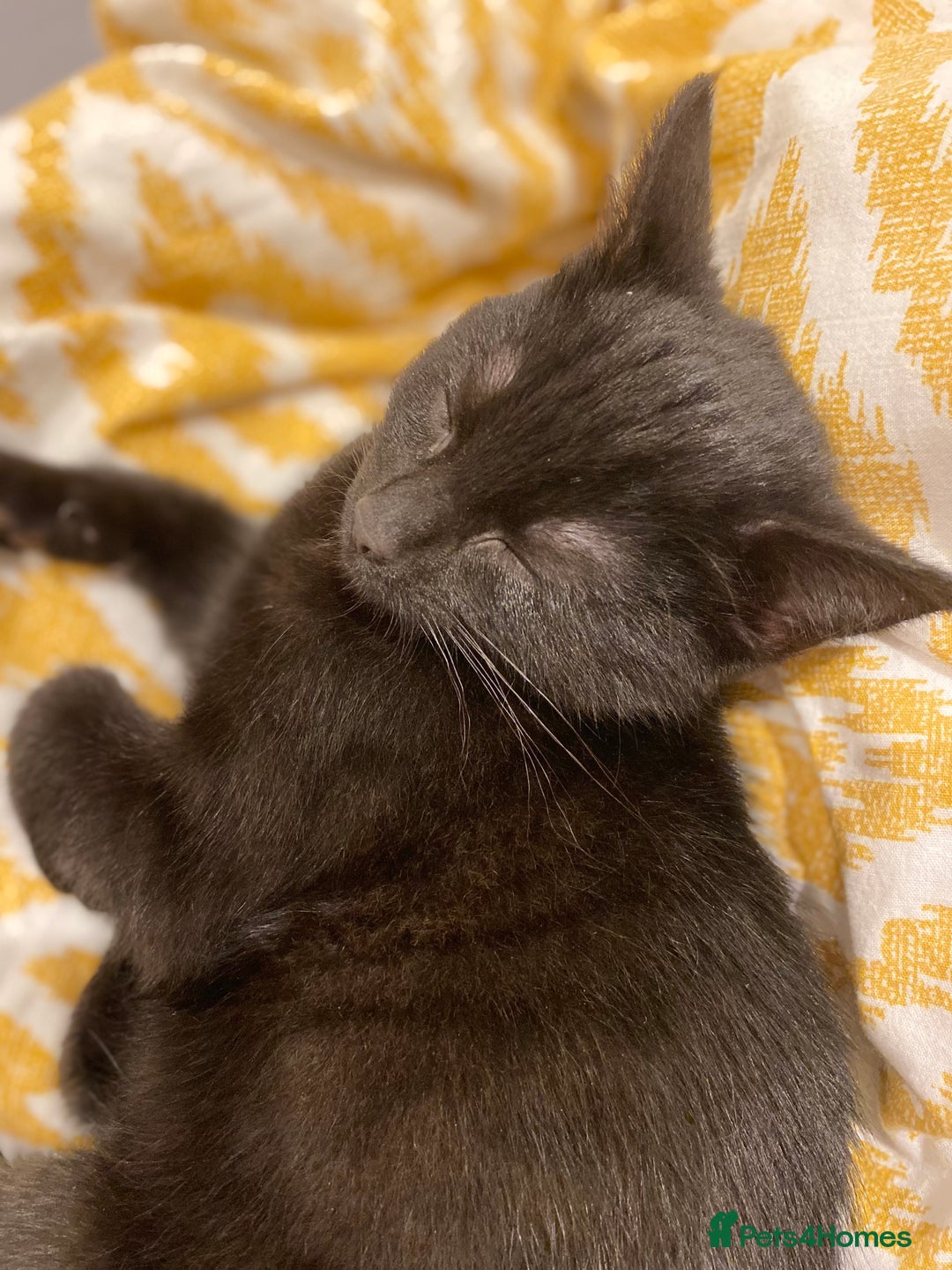 British Shorthair cats for sale: 2 Male Cats, Aged 2 and 8 months - Image 7
