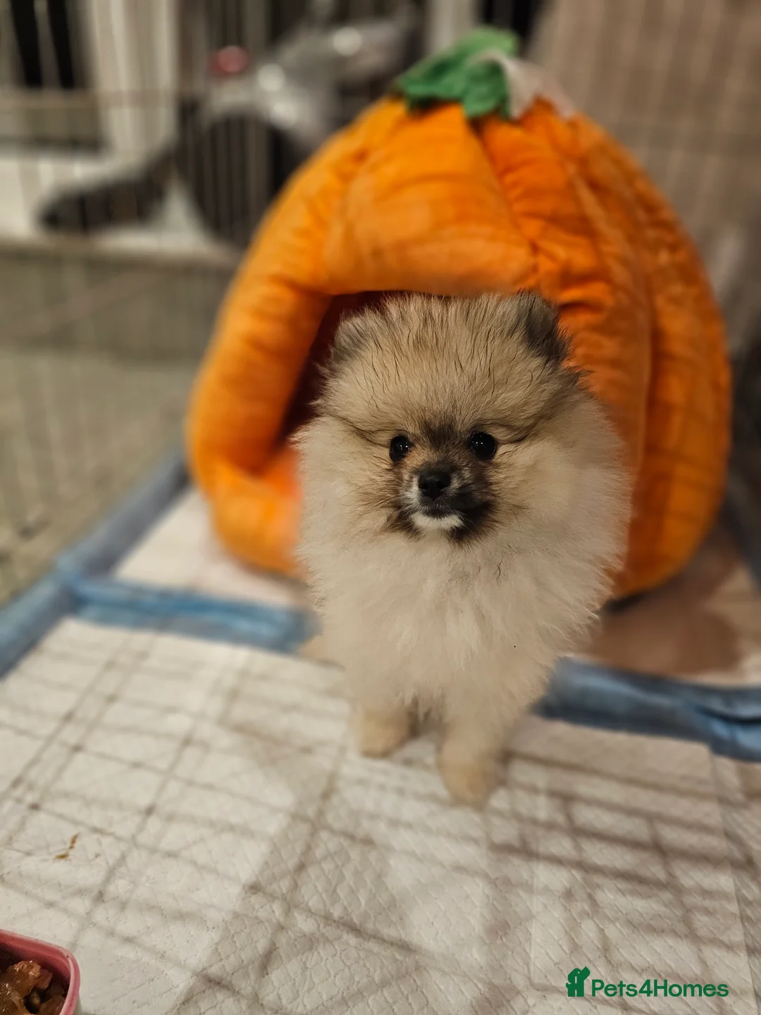 Pomeranian dogs for sale: Laura - Advert 11