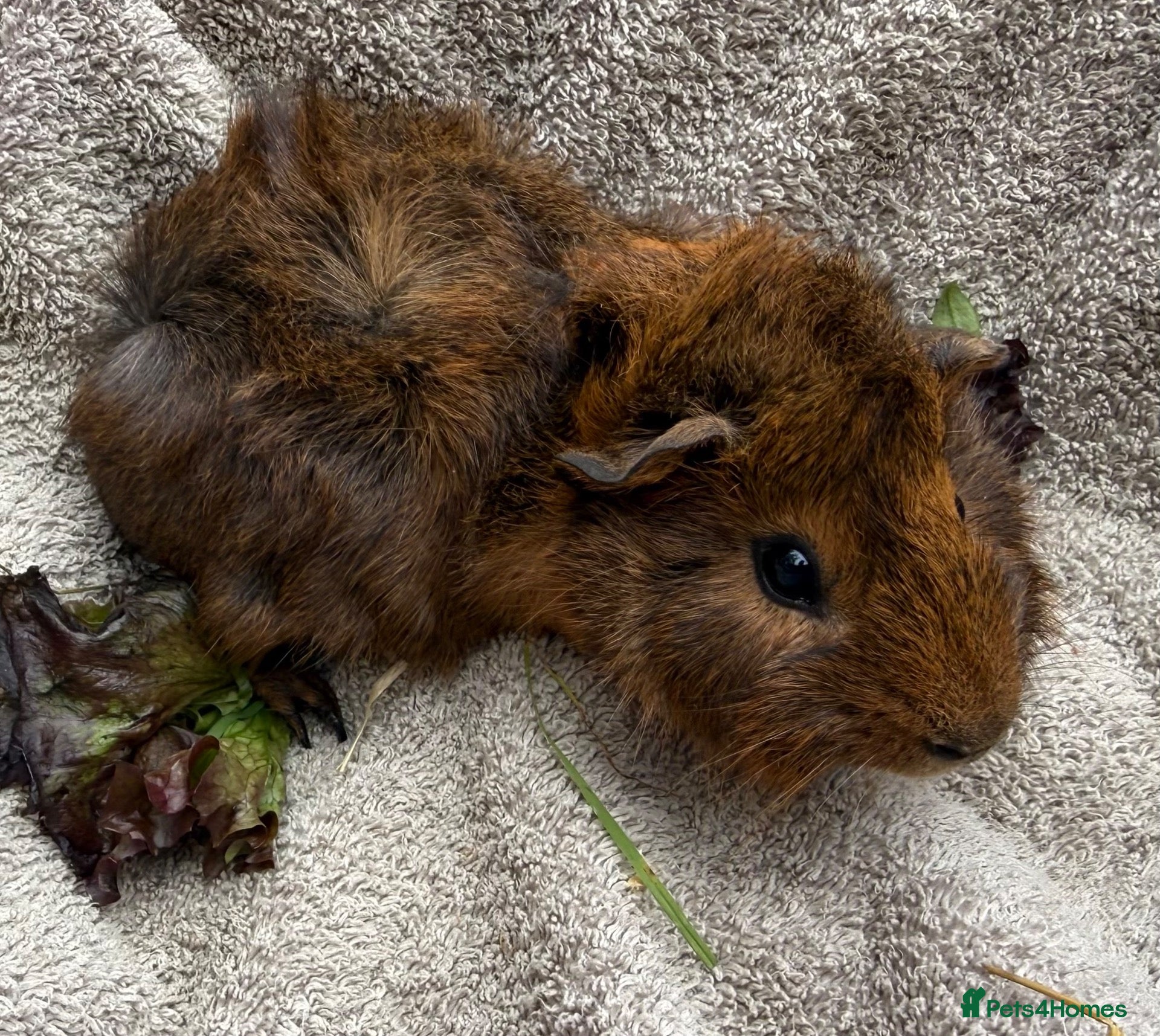 Guinea Pig rodents Boar Guinea Pigs Available Now! - Advert 1
