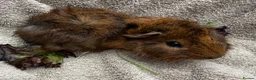 Guinea Pig rodents for sale: Boar Guinea Pigs Available Now! - Advert 4
